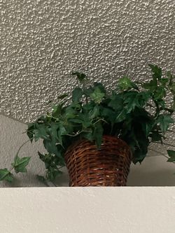 Plant decor