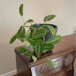 Prayer Plant And Self Watering Pot