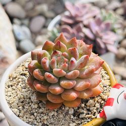 Echeveria Louis ( Korean succulents) in cute Ceremic