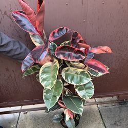 8” ruby rubber plant