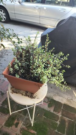 Portulacaria afra (Succulent Plant)