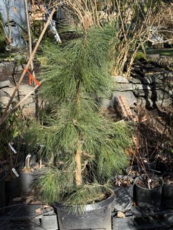 Nice Big Pine Trees - 2 Types 