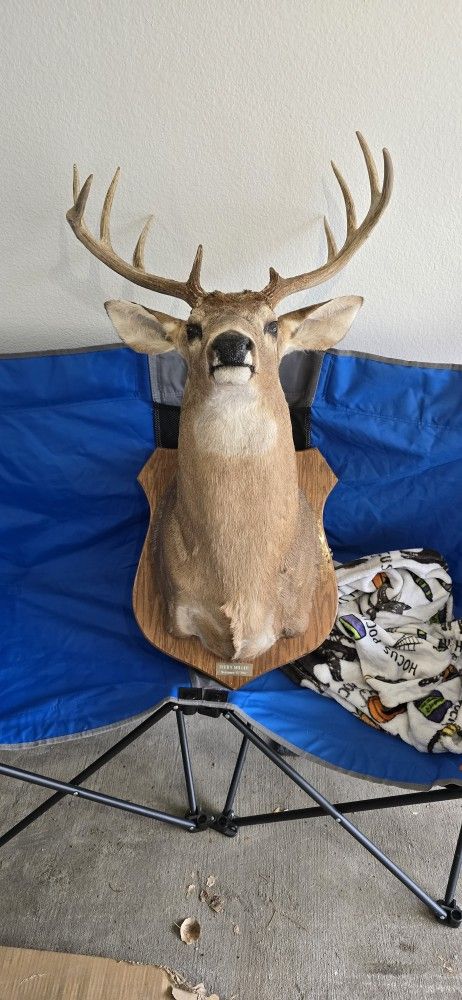 Mounted Deer