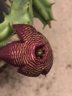 Planta floriando
