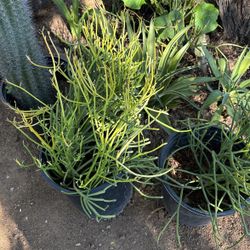 Fire Stick $30 Each