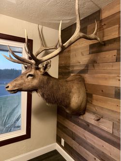 Elk