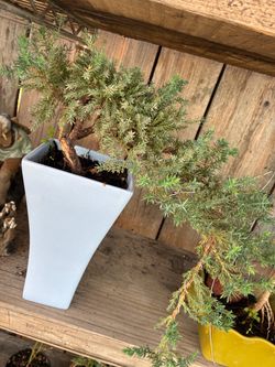 Bonsai plant for sale $40 each Bonsai plants for sale $40 each