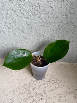 Hoya  surigaoensis  plant
