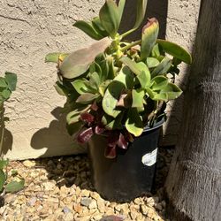 Large Thriving Succulents 