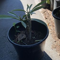 Plantas