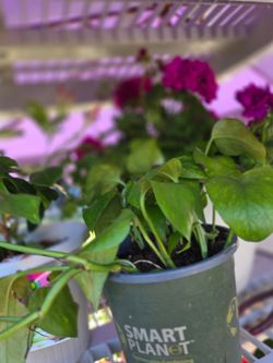 Plant sale