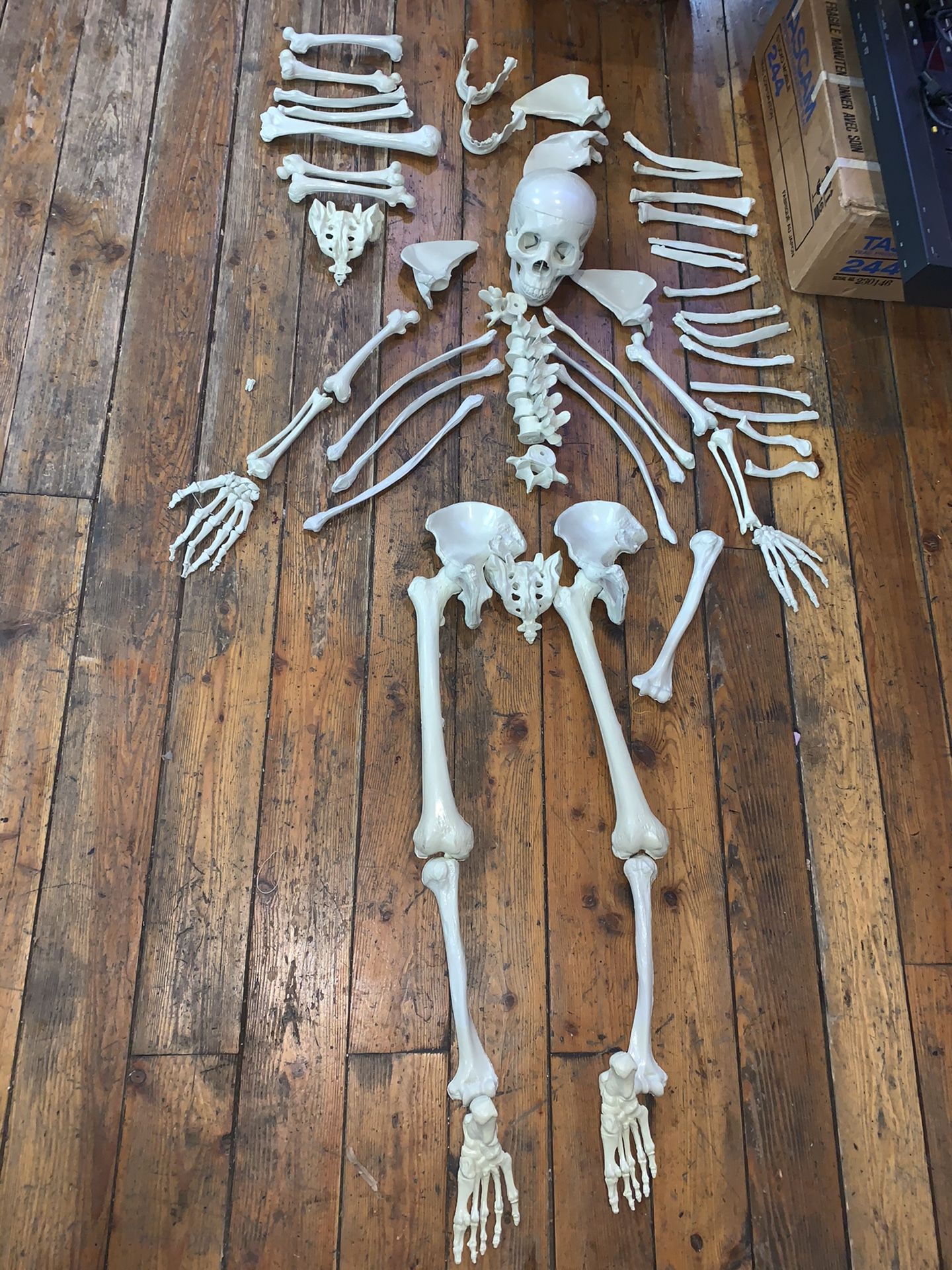 Full size skeleton bones Halloween prop extras