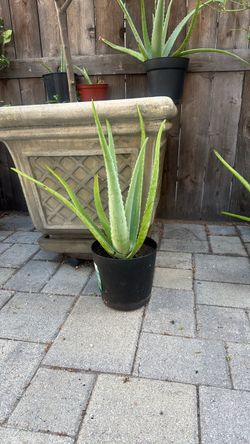 Aloe Vera