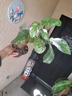 Variegated Monstera Lecheriana Albo Plant $35
