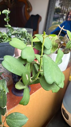 Hoya Kerry