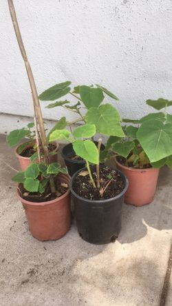Fast Growing Paulownia Trees