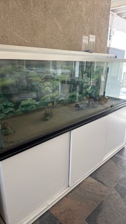 Large fish tank!