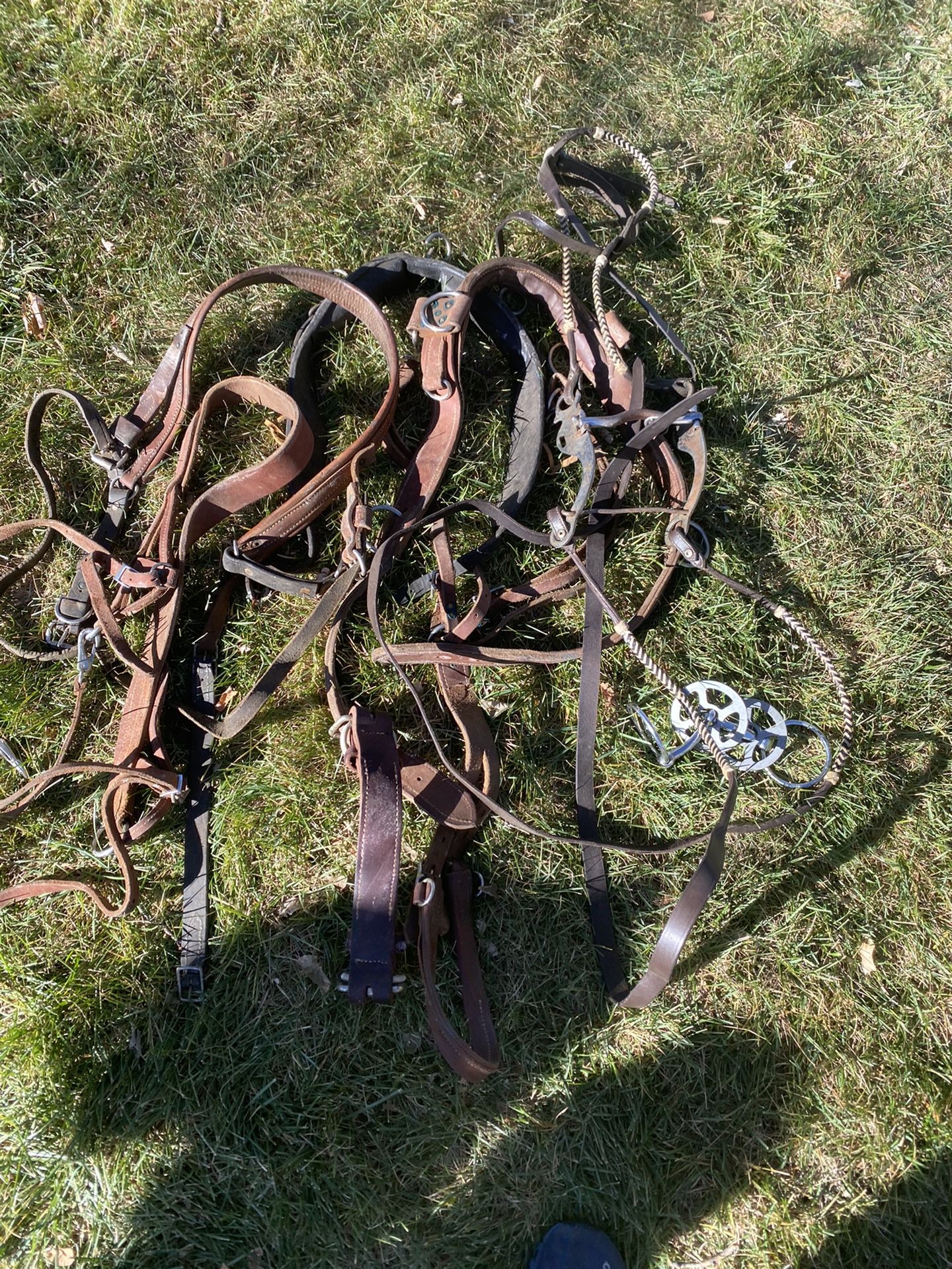 Horse Tack