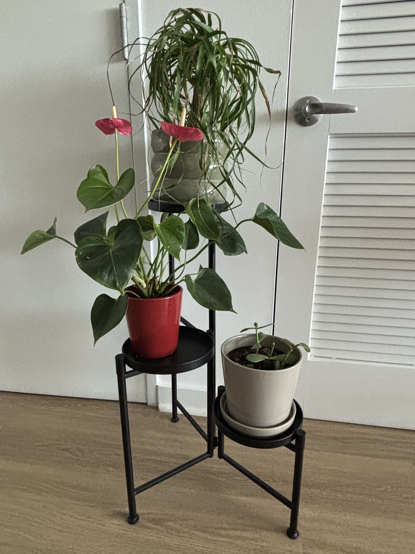 3 Plants And Black Stand 