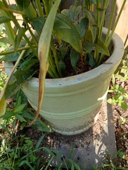 Planter with calla lilies and coneflower