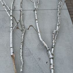 Birch Branches