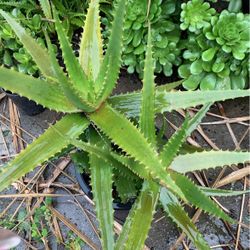 Aloe Vera Plant