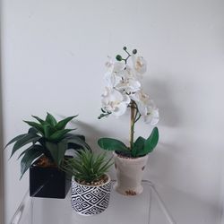 Mini Plants