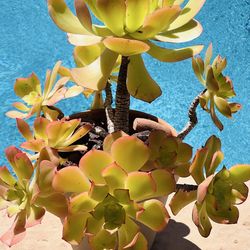 A grey Ceremic pot of beautiful succulents