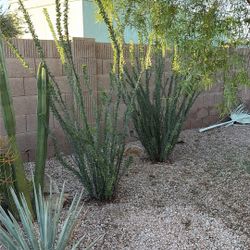 Ocotillo Plant