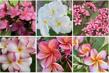 PLEASE ADOPT MY BIG BEAUTIFUL PLUMERIAS! Only $15 - $25!