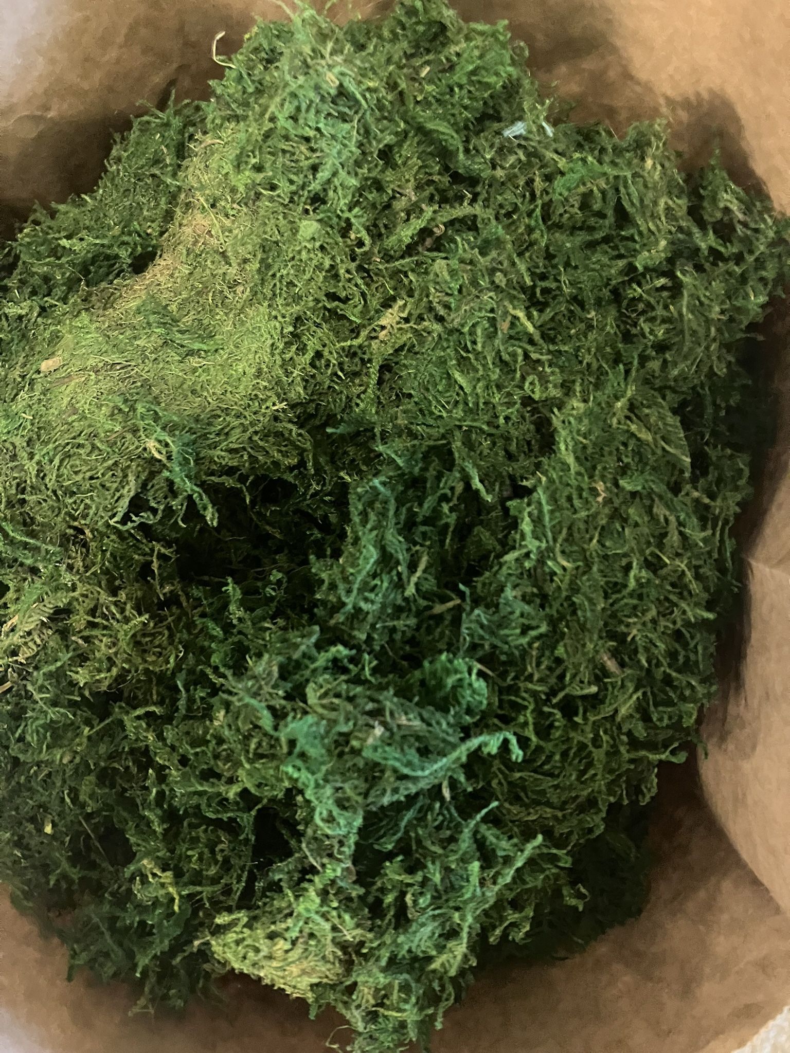 Green Moss (dried and dyed)