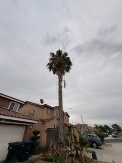 Palm trees