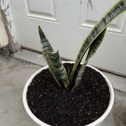 Snake Plant With Ceramic Por