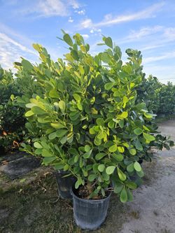 Christmas Palms  About 8 Feet Tall Instant Privacy Hedge For Fence 