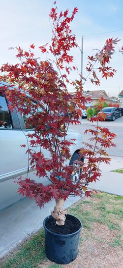 Japanese Bloodgood Maple Tree