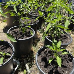 Fruiting Chili Plants / Erjingtiao Chili 