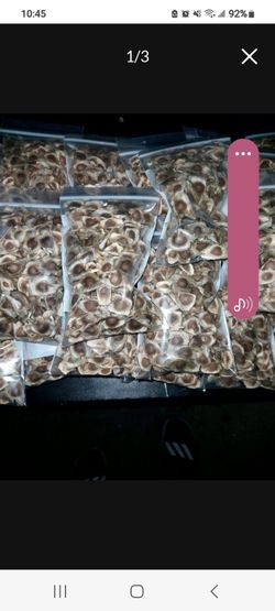 moringa