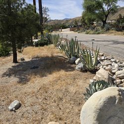 Yellow stripe Agave plants