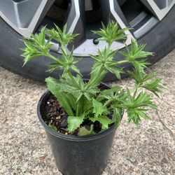 Cualantro Plant