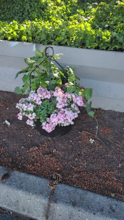 🌸 Beautiful, One-of-a-Kind Mixed Hanging Baskets! 🌸