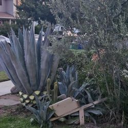 Blue Agaves.  Small Ones For5 Not In Pot 