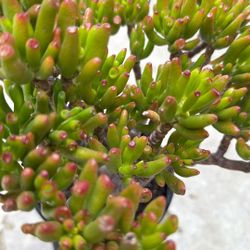 Fenestraria  Rhopalophylla Or  “Baby Toes” succulents $8 (2 available)