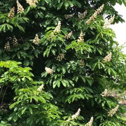 🐿️🪴 Well Established Young Horse Chestnut Trees About 2'-2.5'H.