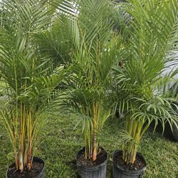 arecas 6 feet tall Instant Privacy Hedge For Fence Green Full  podocarpus  tall 