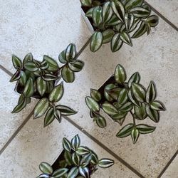 Wondering Jew Plants