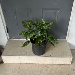 Aglaonema House Plant Low Maintenance Maria