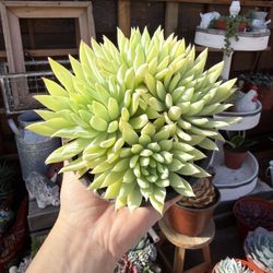 Sedaveria Fanfare 4”