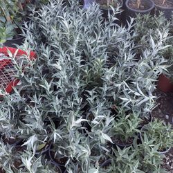 Butterfly Bush (white)