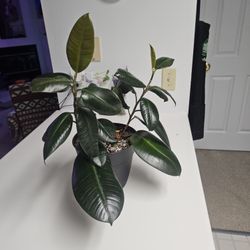Two 11"+ Burgundy Rubber Tree Plants In Pot.