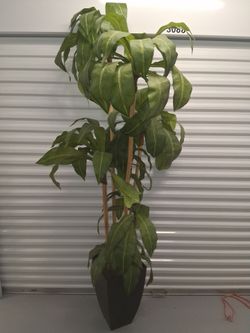 Artificial Plant: est 5.5ft tall